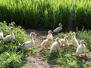 ���������Ȳ�,�ÿ���������Ч����������ô��?