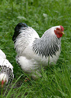 ����΢��̬