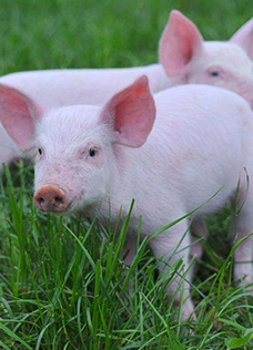 ����΢��̬